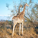 Parco del Kruger, Sud Africa